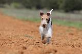 FOX TERRIER 291